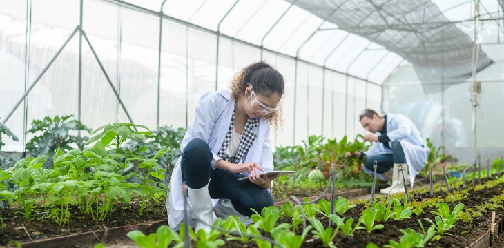 agriculture serre plante